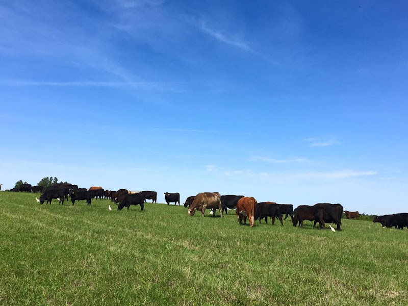 Hill Creek Farms photo 2
