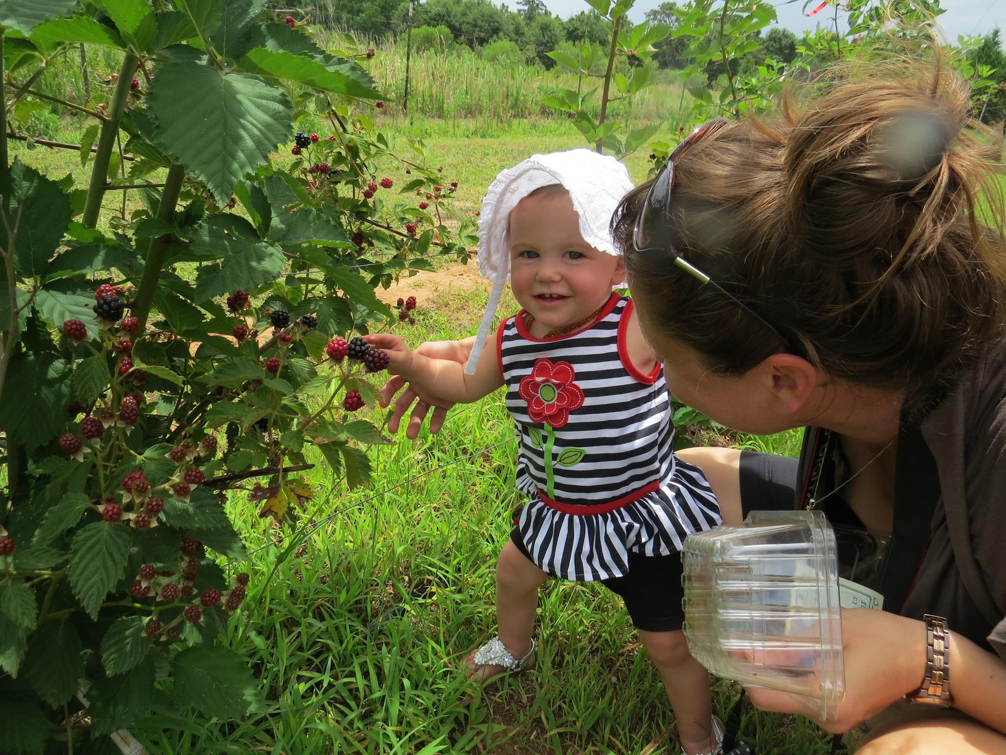 Sunshine's Berry Farm