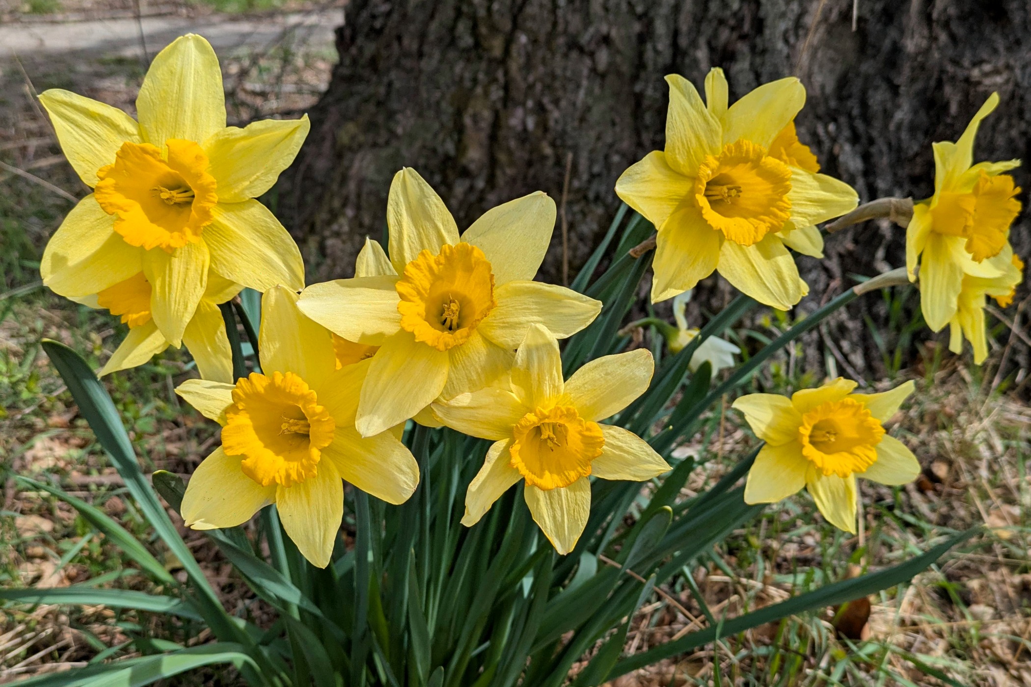 Cook's Market at Rutgers Gardens