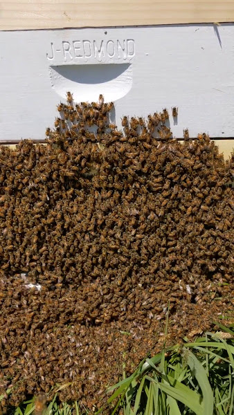 Bailey Bee Supply photo 3