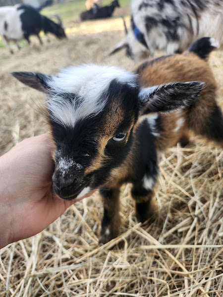 Ozarks Heritage Farm photo 2