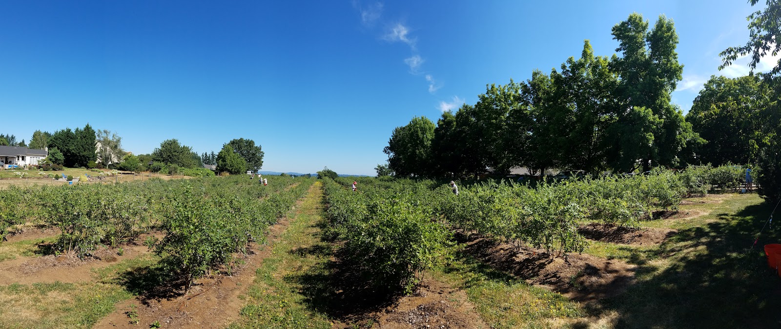 Holly Blue Acres