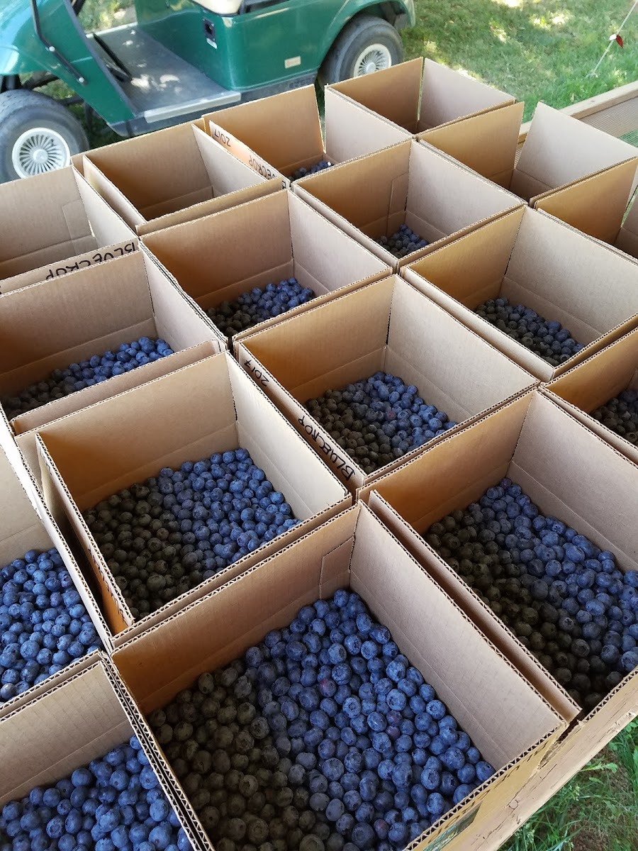 Holly Blue Acres photo 2