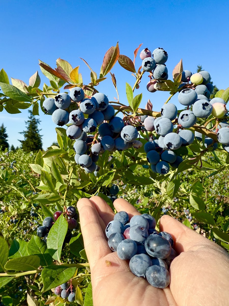 Holly Blue Acres photo 3
