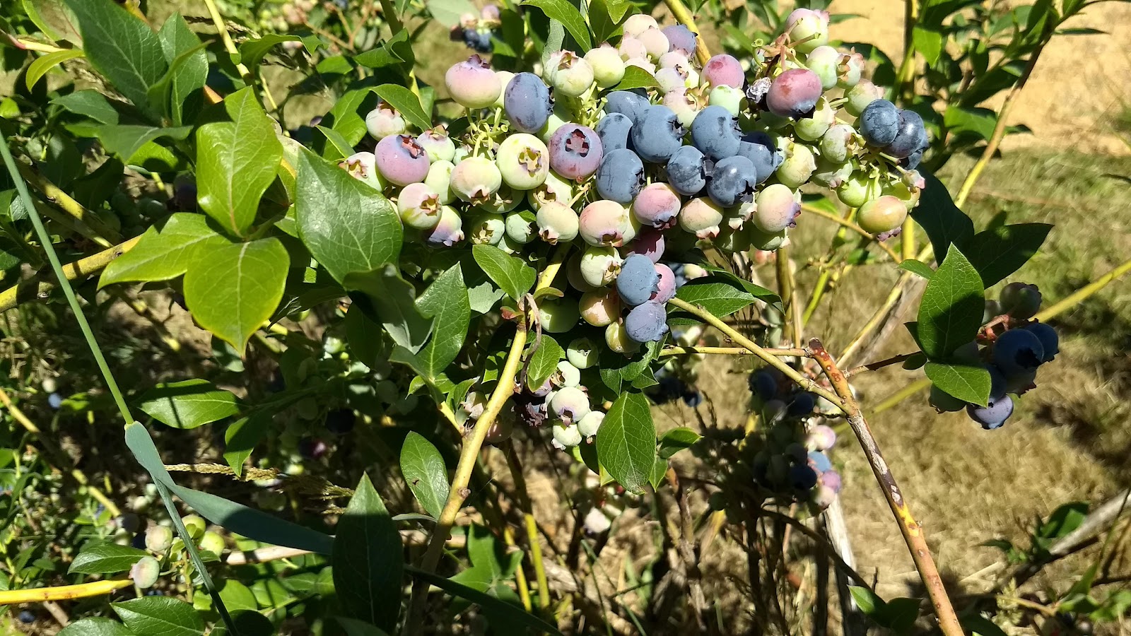 Holly Blue Acres photo 4