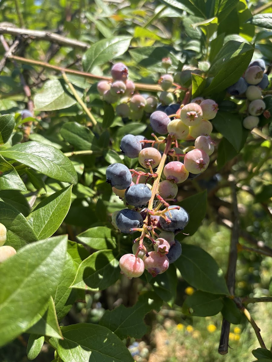 Holly Blue Acres photo 5