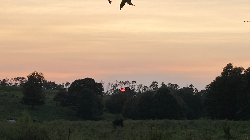 Indian Creek Angus photo 2