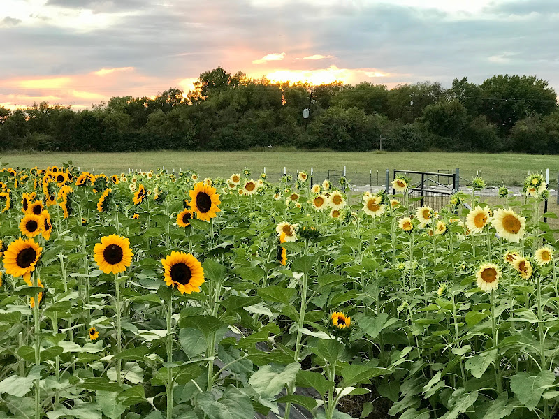 Mars Hill Farm photo 2