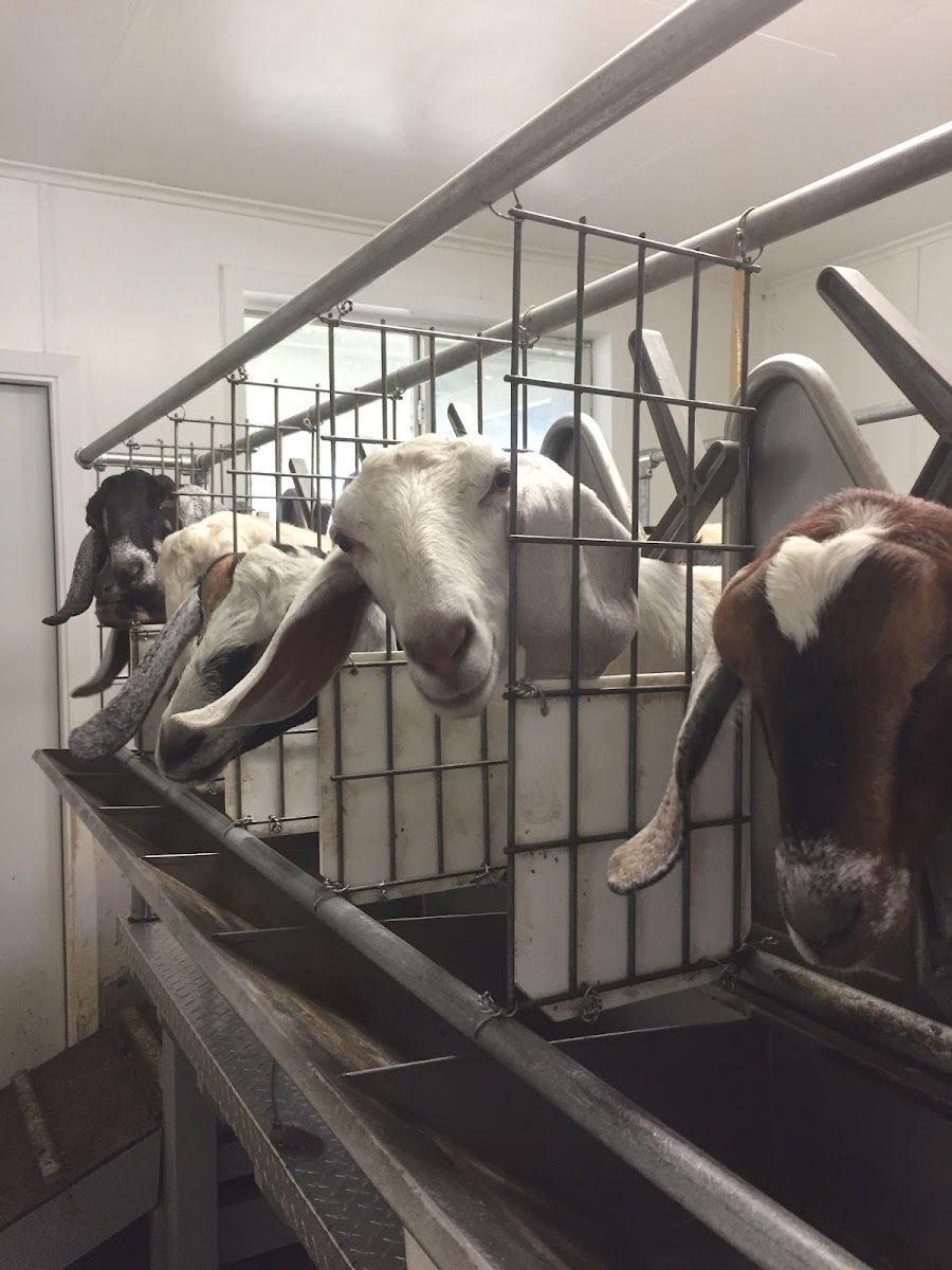 Friendly Pastures photo 2