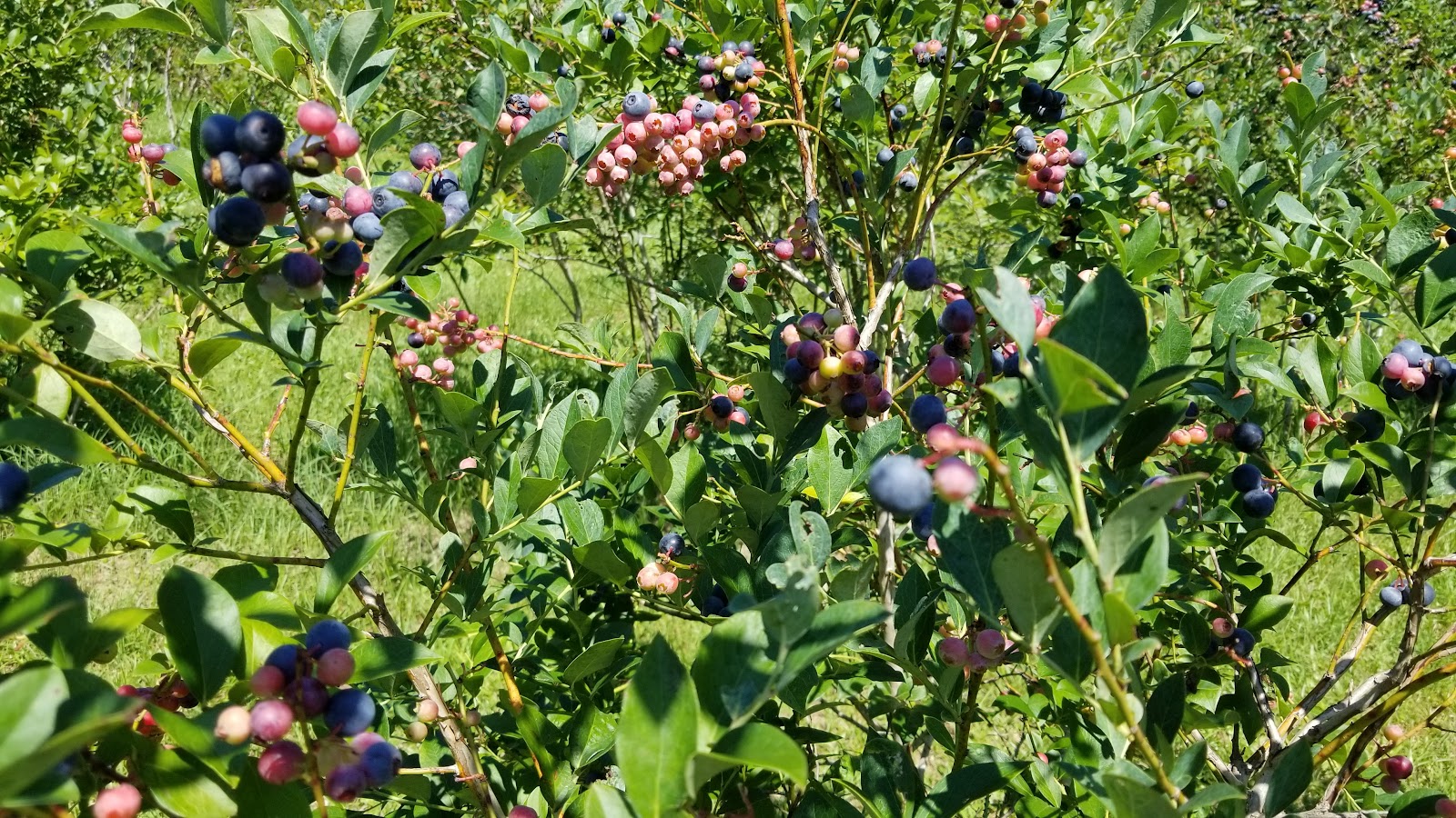 Myrtle Creek Farm photo 2