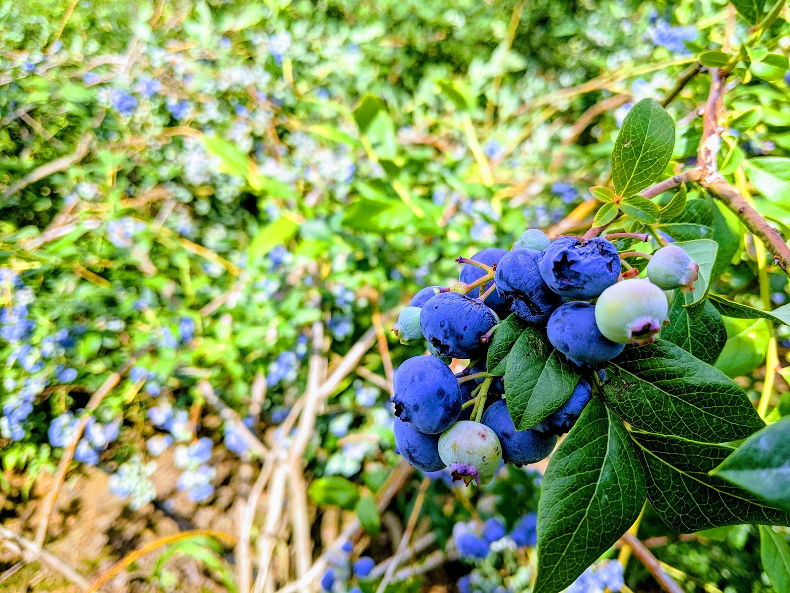 Litton's Produce and Berries