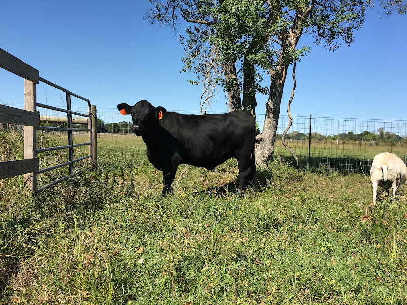 Blessings Ranch photo 25