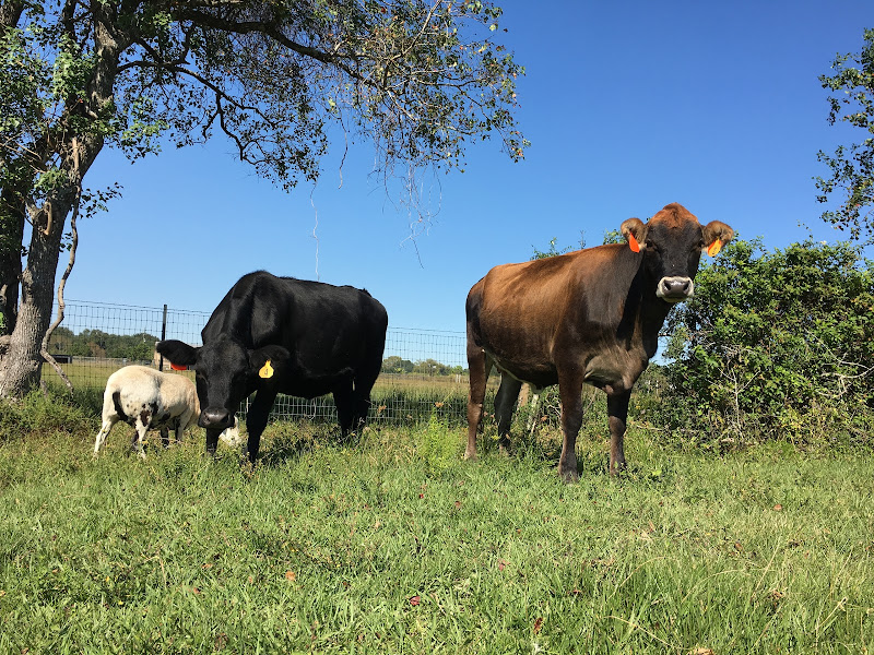 Blessings Ranch photo 26