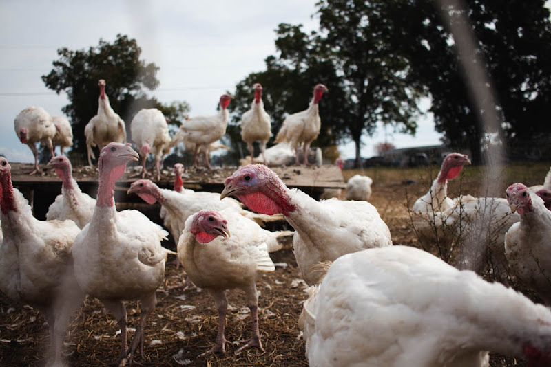 Bynum Family Farm photo 2