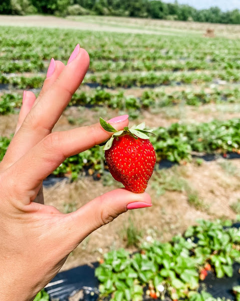Bynum Family Farm photo 3