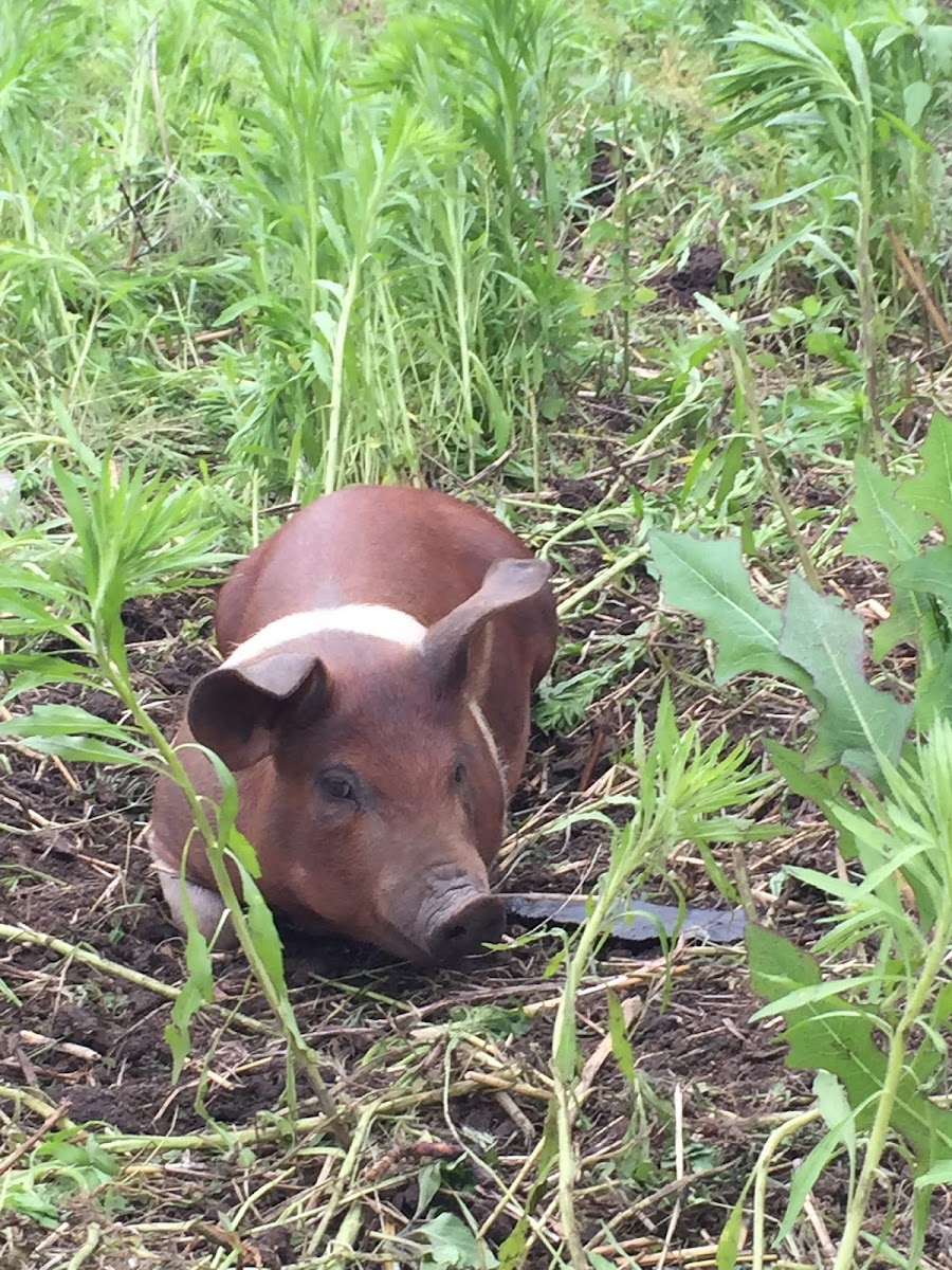 The Old Mission Farm photo 2