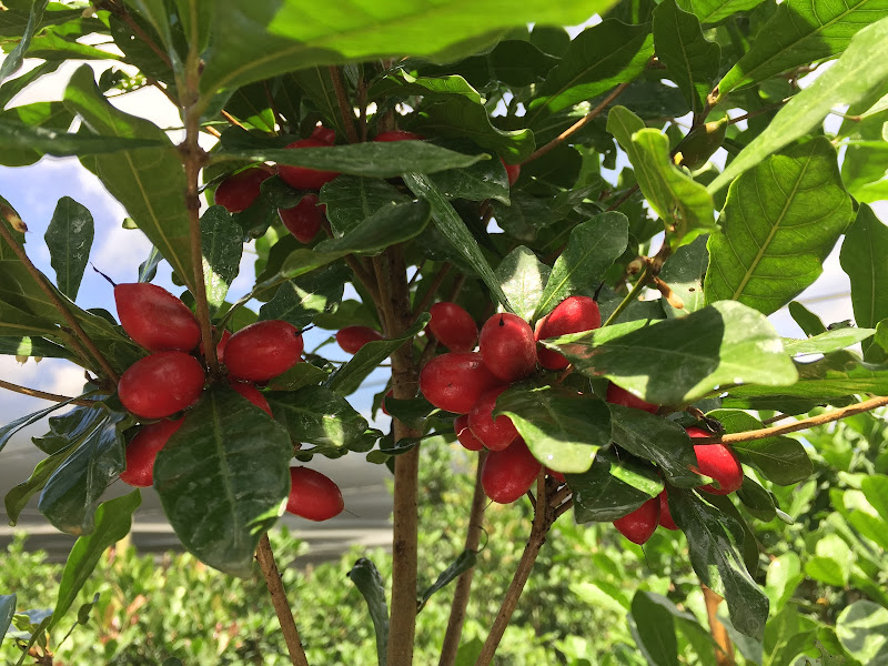 Miracle Fruit Farm