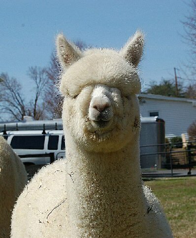 Pax River Alpacas