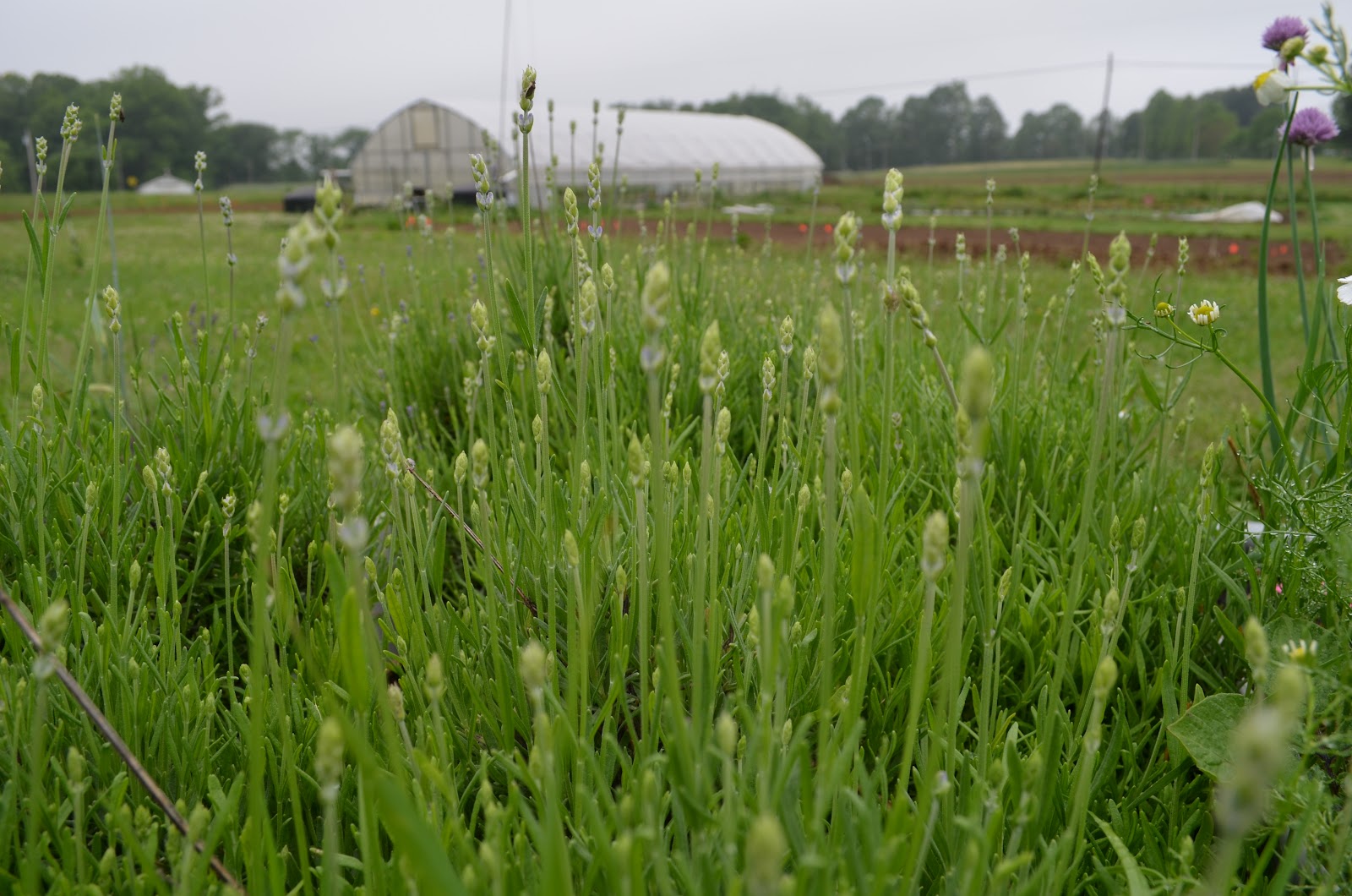 Acorn Hollow Farm photo 2