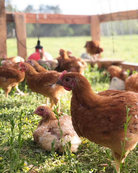 Hideaway Farms on farm pickup photo 2