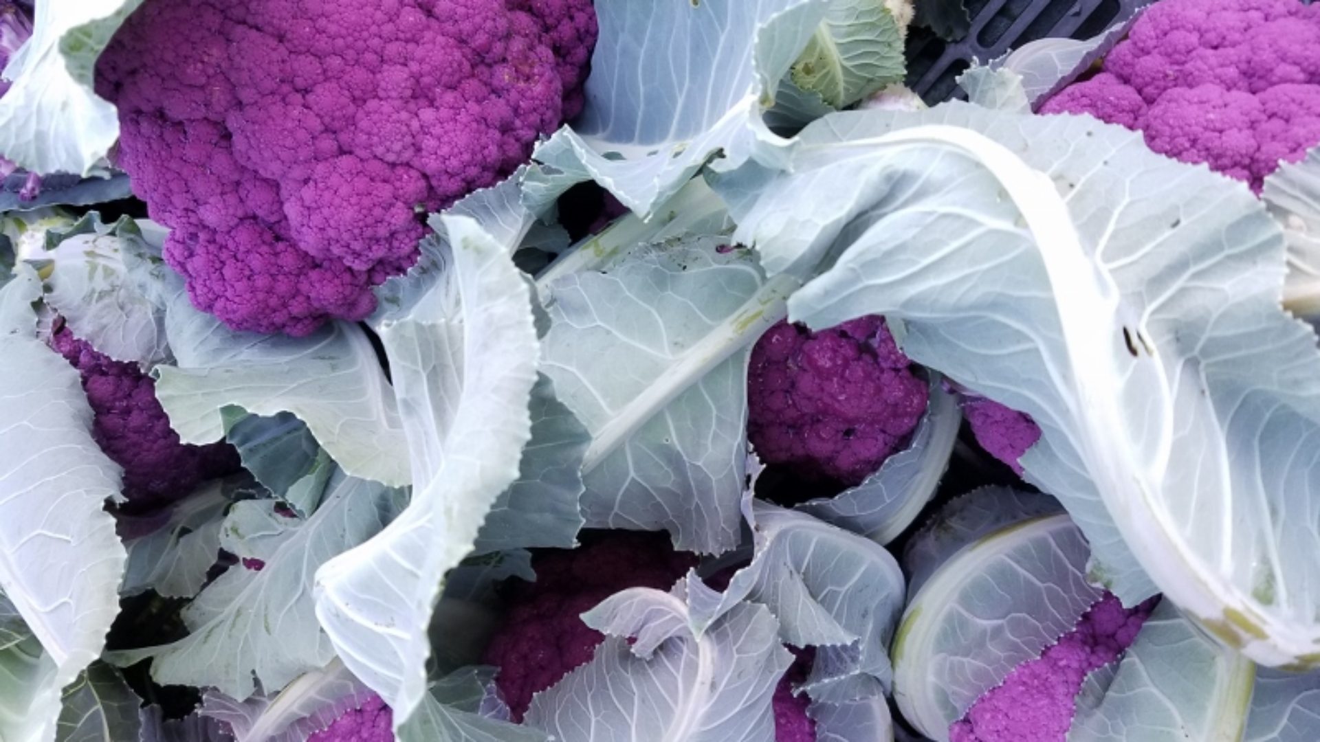 Skylight Farms photo 4