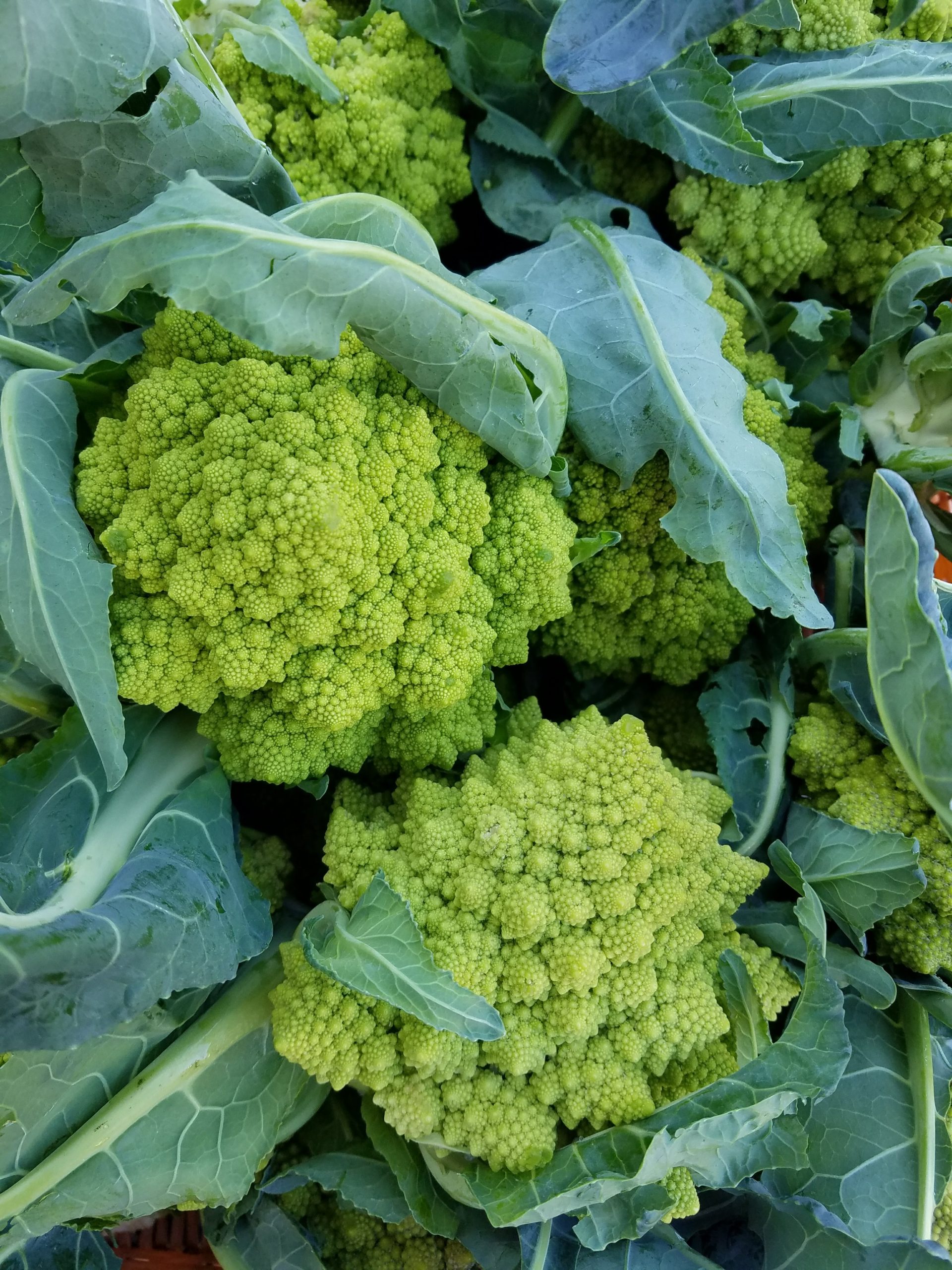 Skylight Farms photo 7