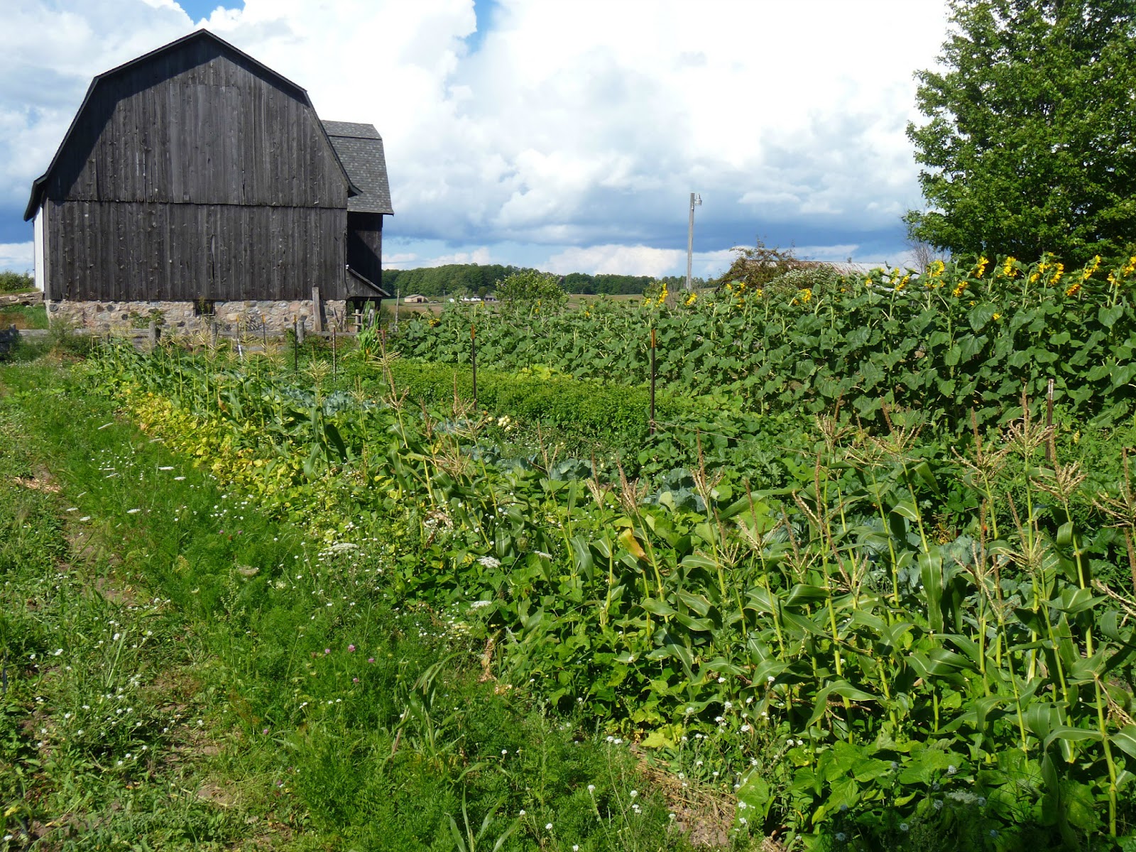 CLEAN PLATE FARM photo 2