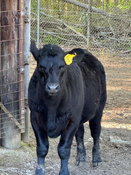 Ammons Cattle Farm