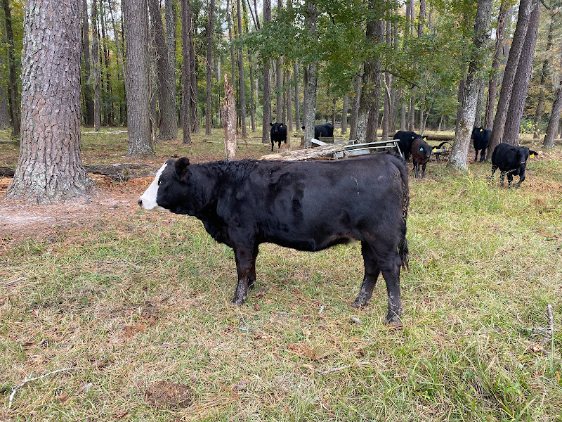 Ammons Cattle Farm photo 3
