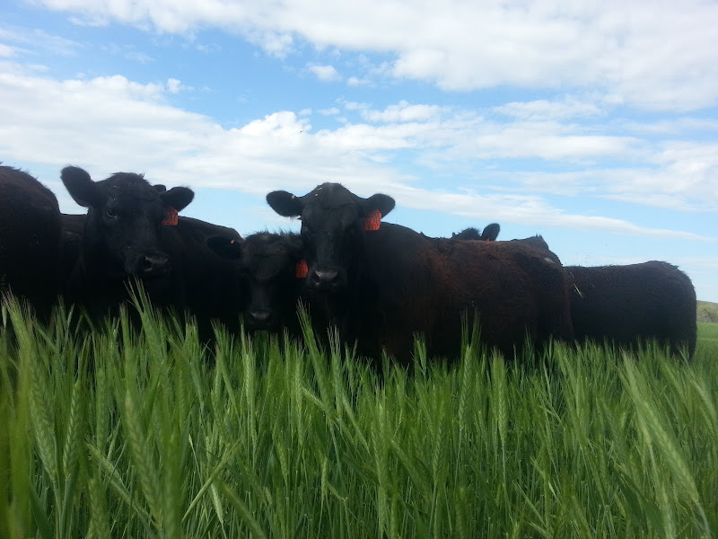 Dry Creek Farm & Ranch