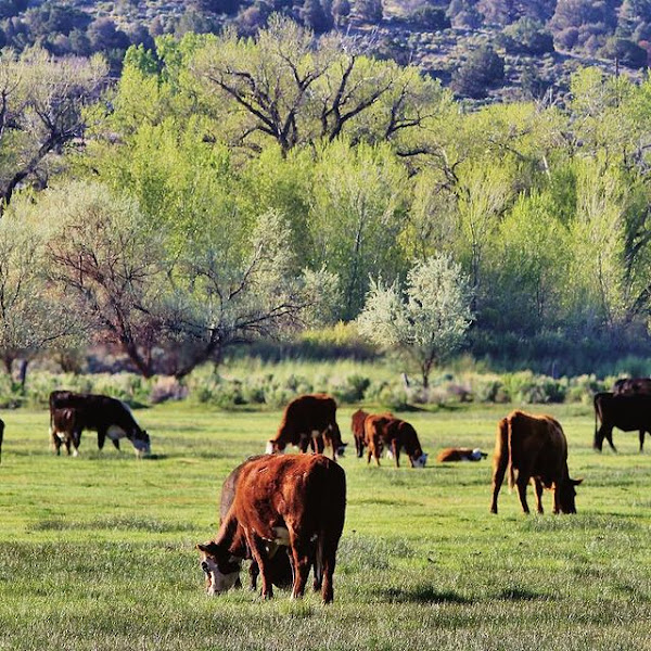 Eagle Valley Livestock