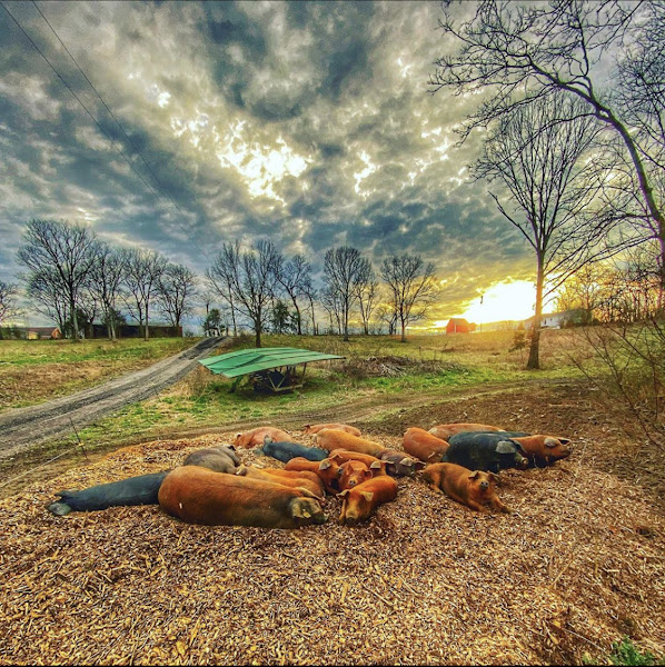 Whitaker Farms photo 3