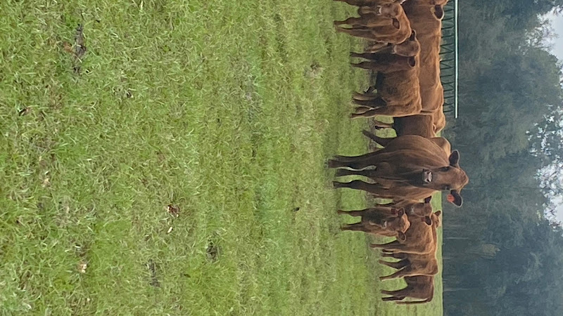 Harper Family Farm photo 27