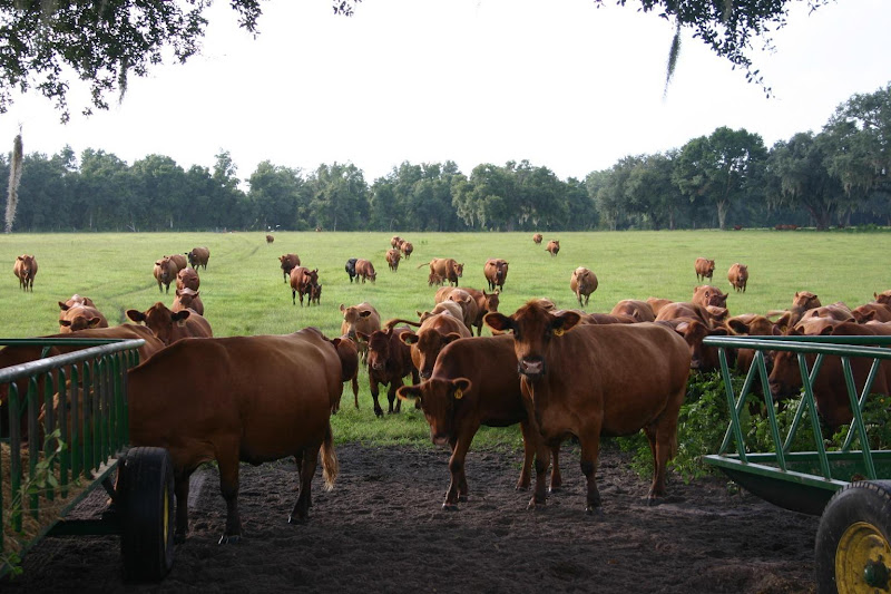 Harper Family Farm photo 28