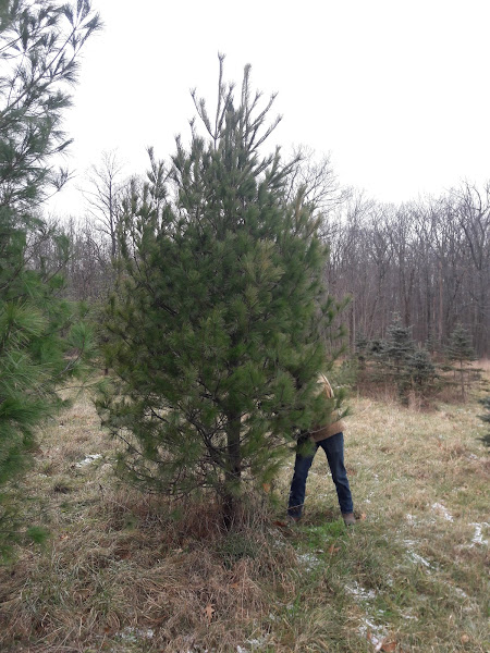 North Corner Farm photo 2