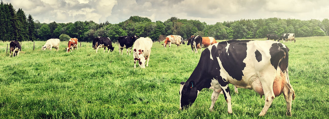 New Horizon Farm and Dairy photo 19