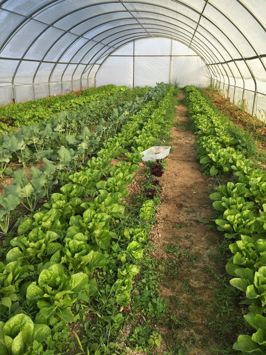 Bud's Farm Market