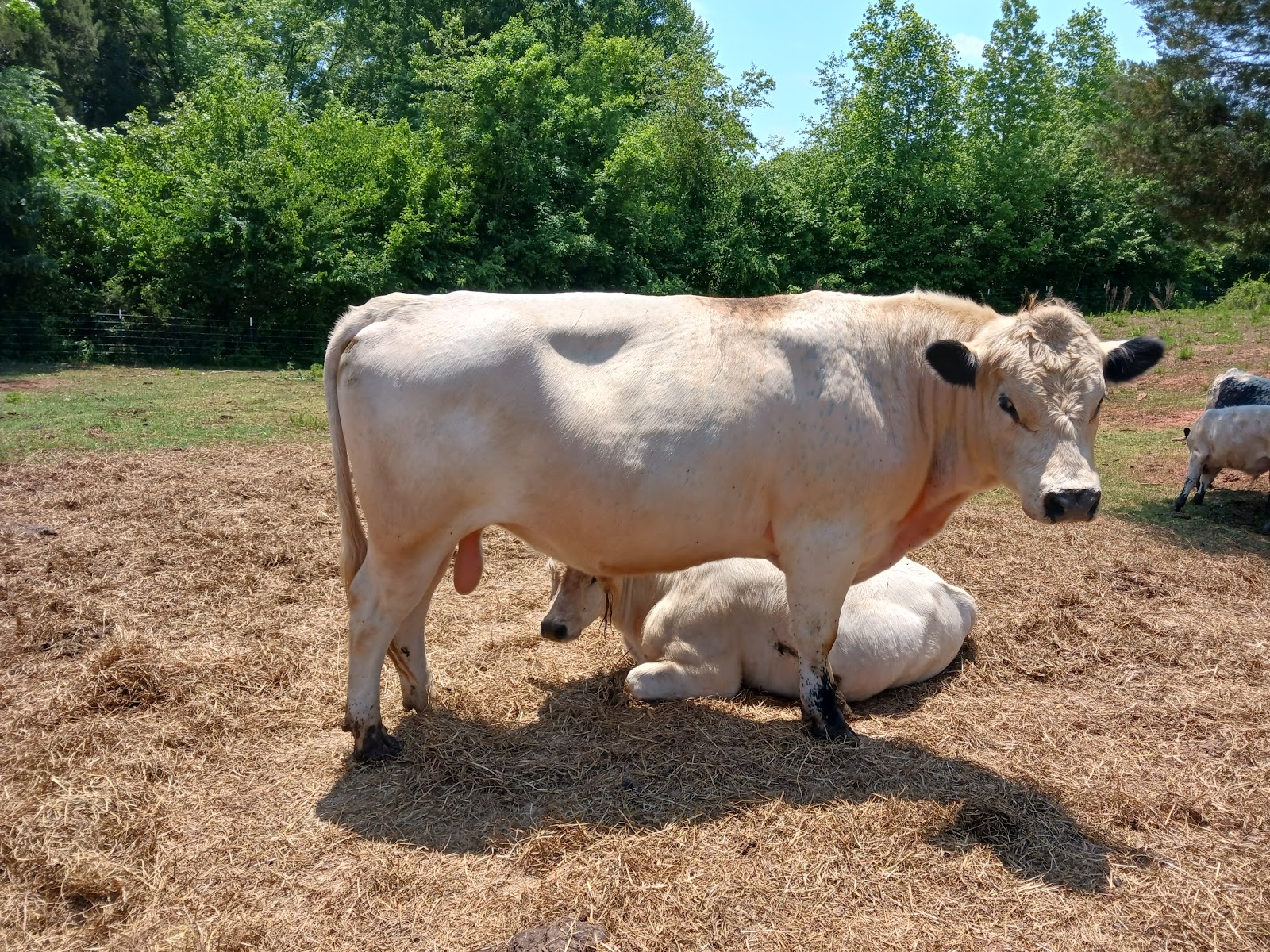 Rayburne Ridge Farm photo 2