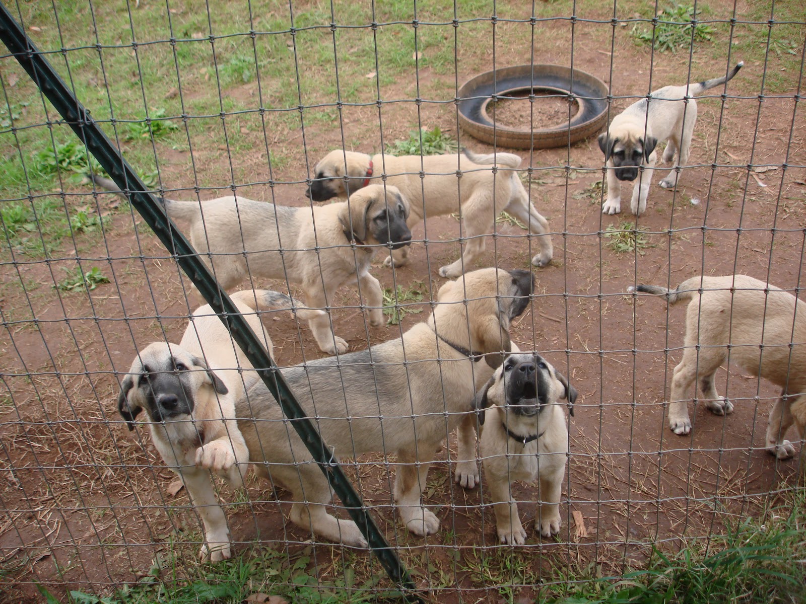 Rayburne Ridge Farm photo 3