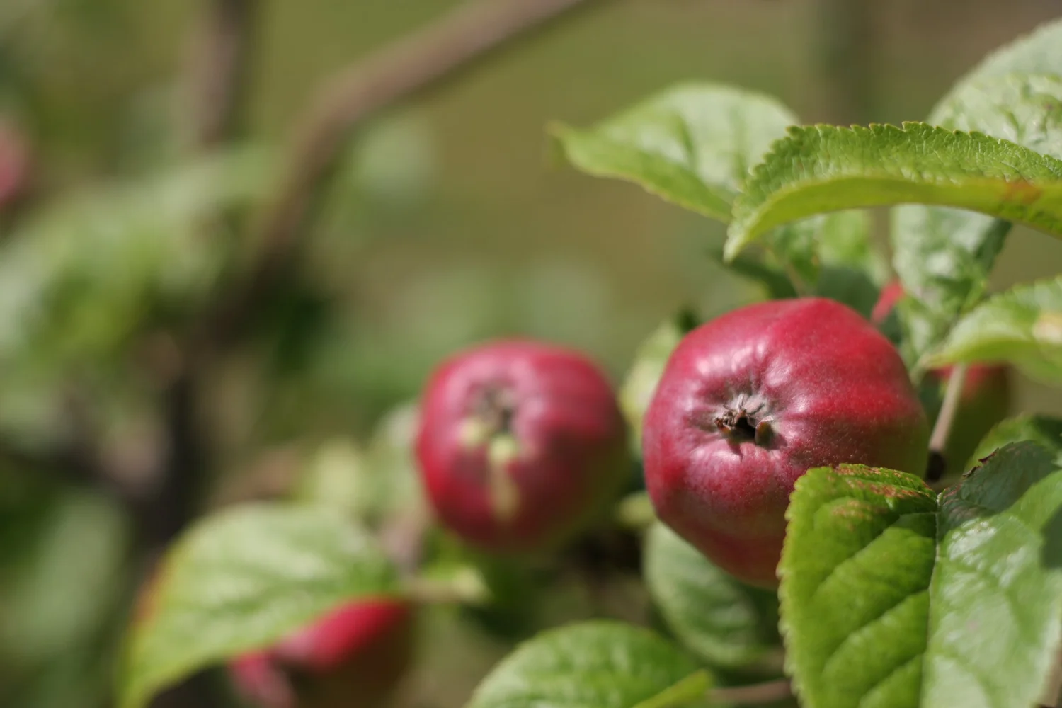 Alpenfire Orchards LLC