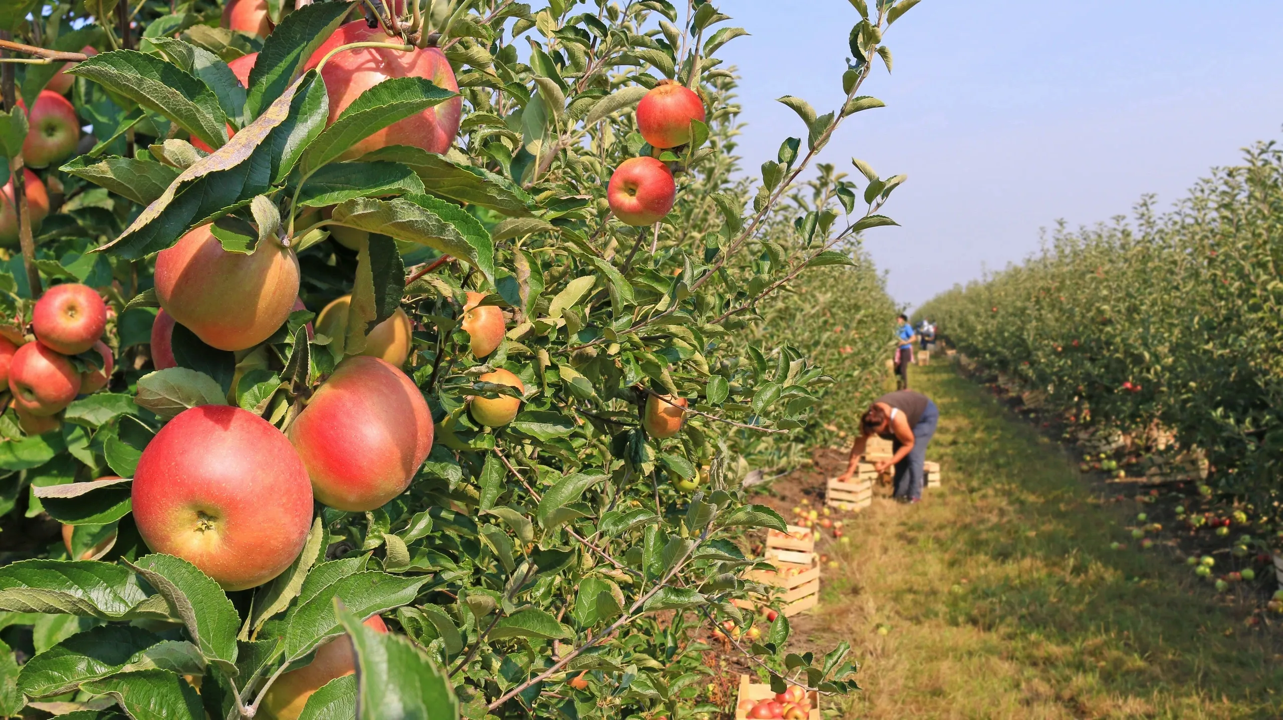 Bryant Orchards Farm Market photo 5