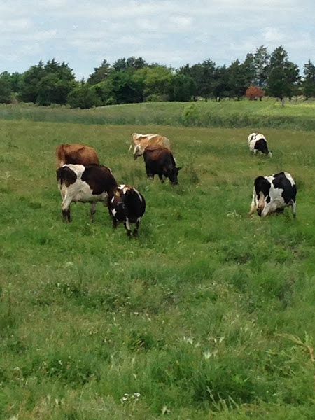Clear Creek Organic Farms