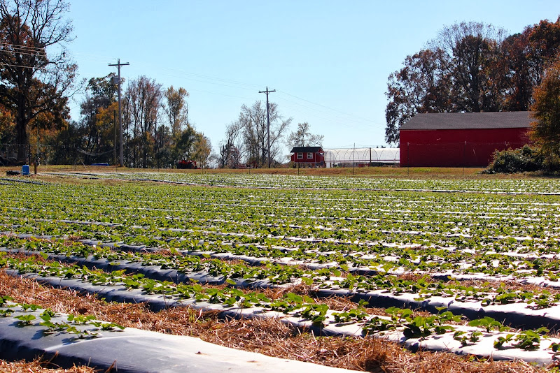 Wise Acres Organic Farm photo 2