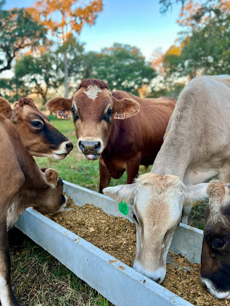 Major's Farm TX photo 4