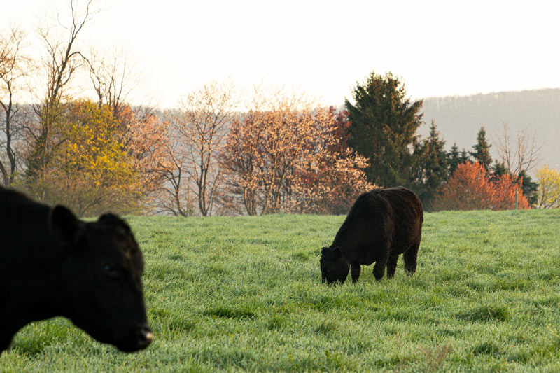 Aliquippa – Family Cow pickup photo 3