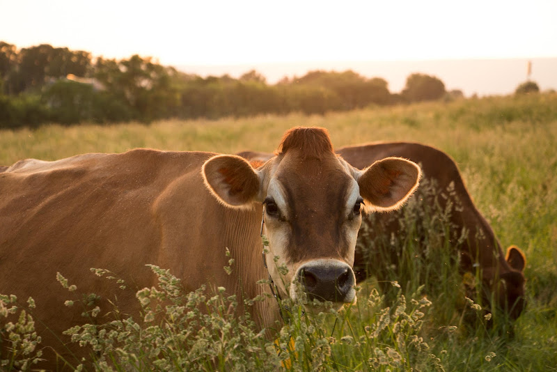 Aliquippa – Family Cow pickup photo 4