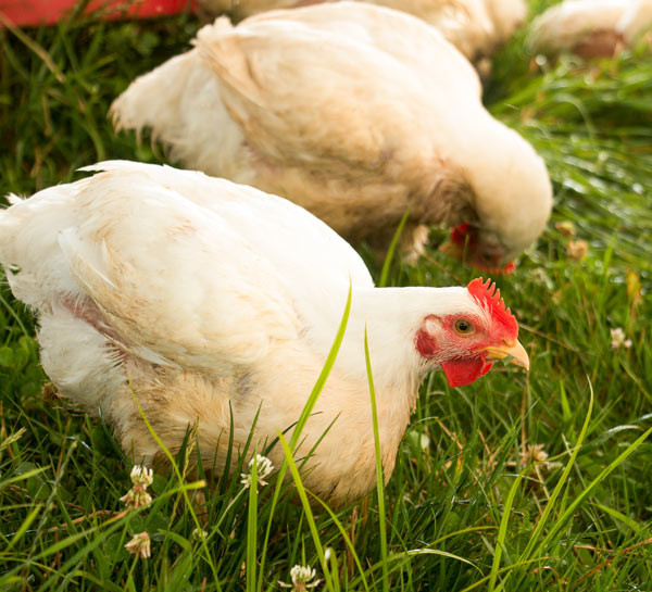 Aliquippa – Family Cow pickup