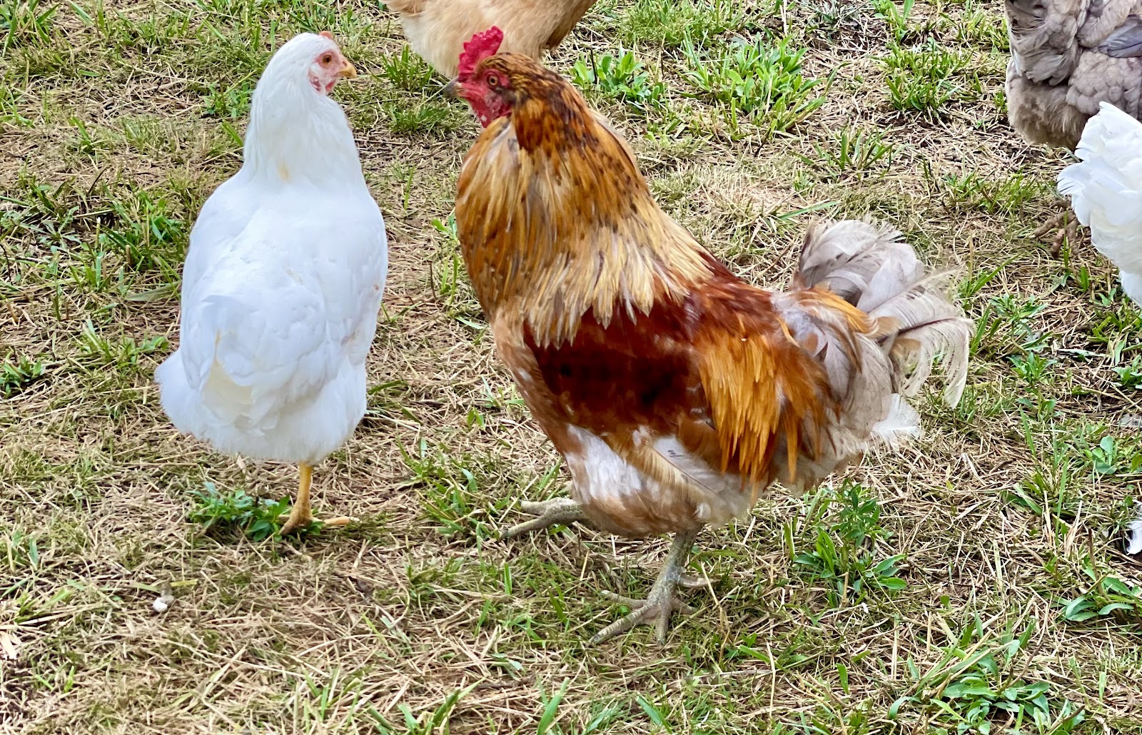 Liberty Hills Farm photo 2