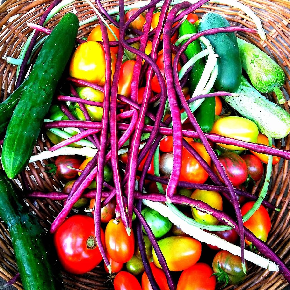 Liberty Hills Farm photo 3