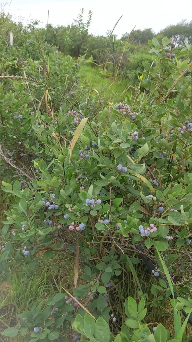 Lehman's Orchards photo 4
